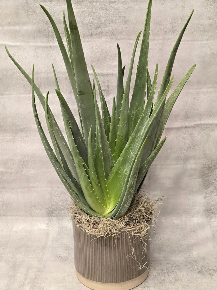 Lush Aloe Vera Planter