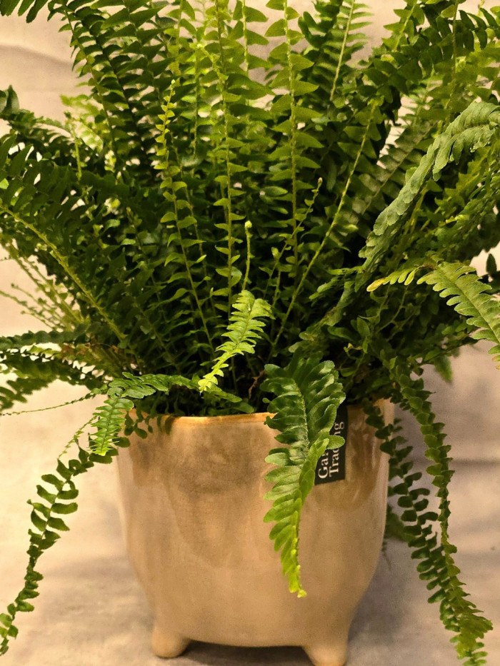 Lush Fern Planter