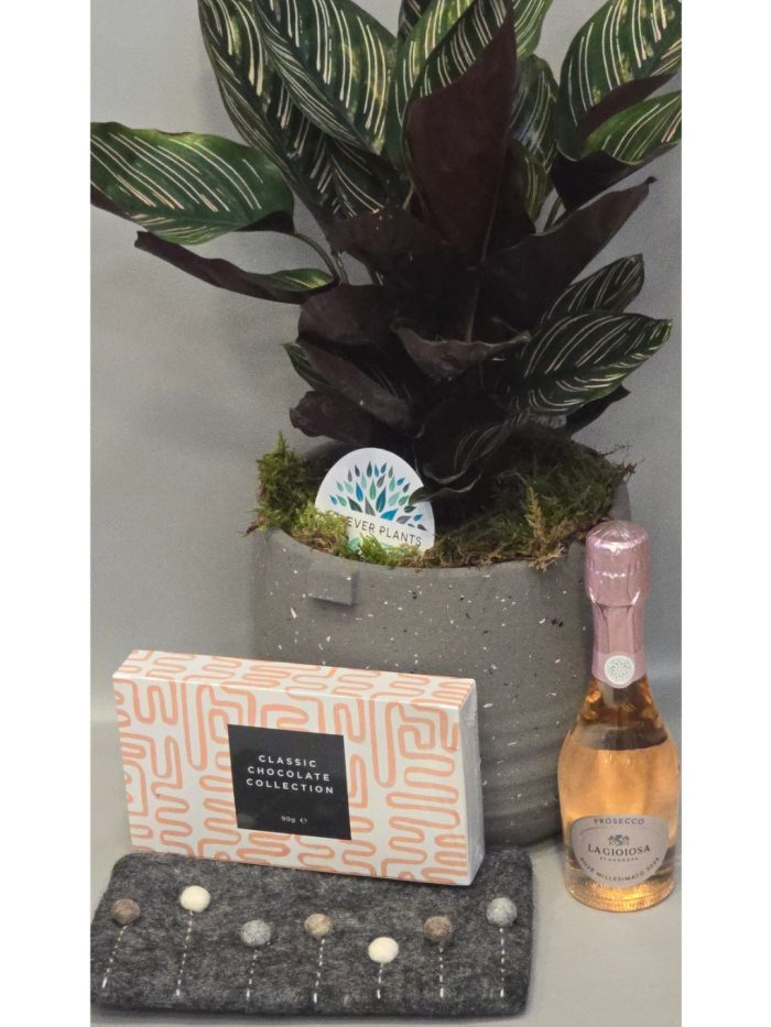Calathea planter gift set