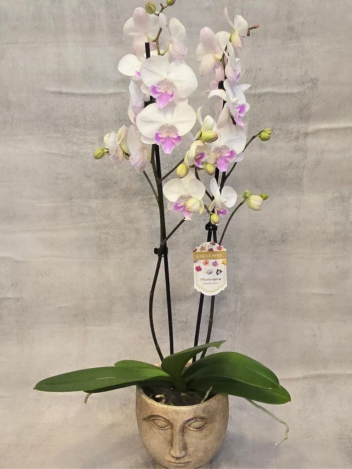 Blush Orchid Planter